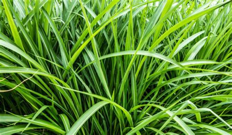 what is vetiver used for.